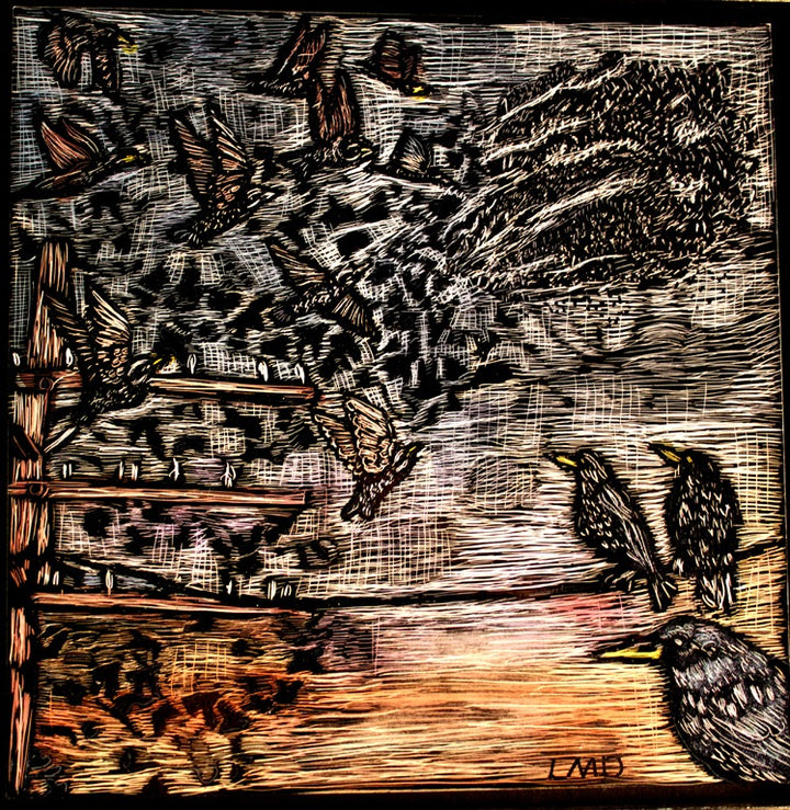 Murmurations