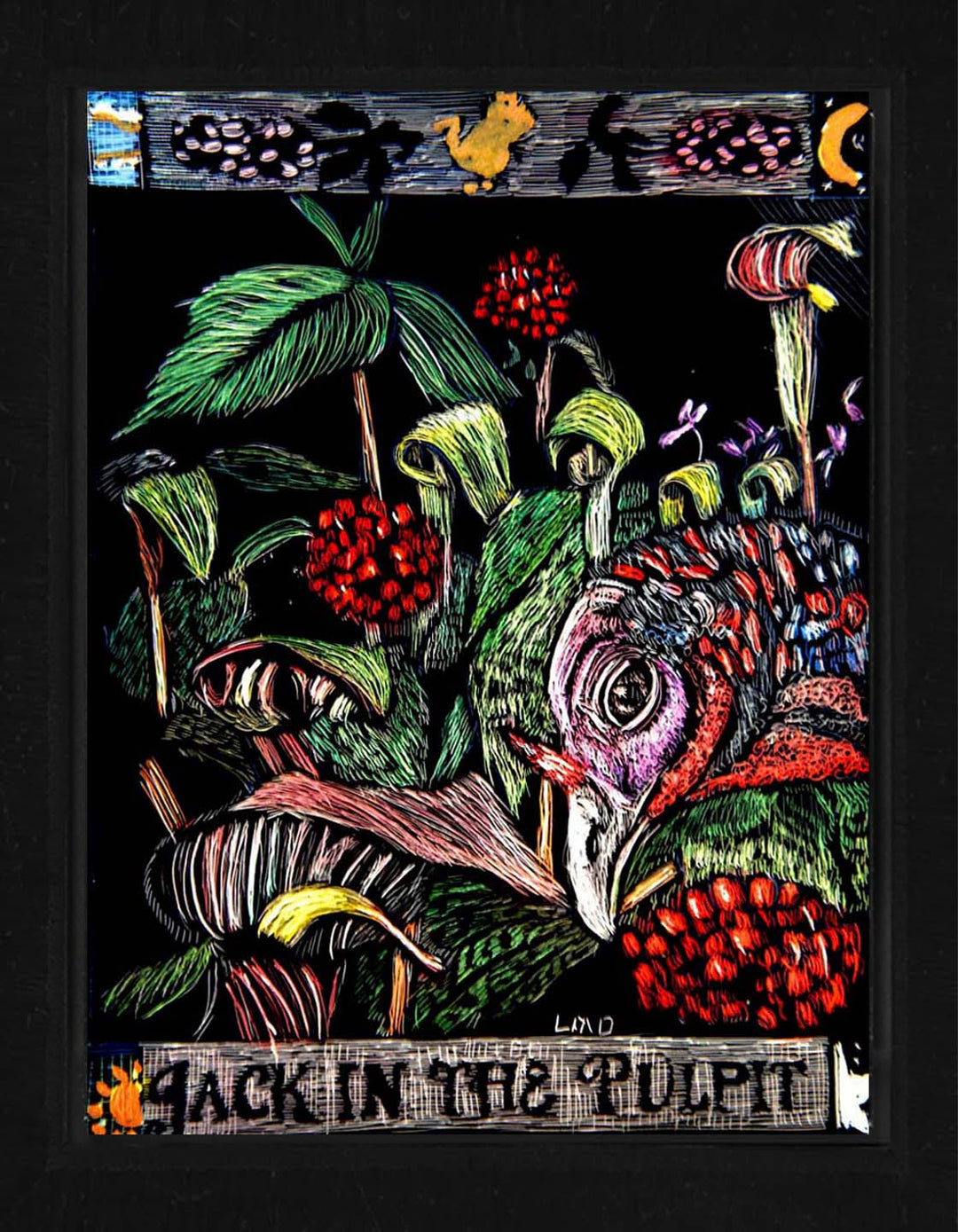 Jack-in-the-pulpit