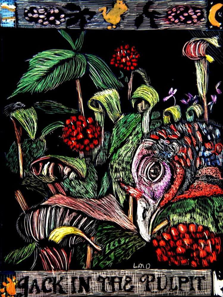 Jack-in-the-pulpit