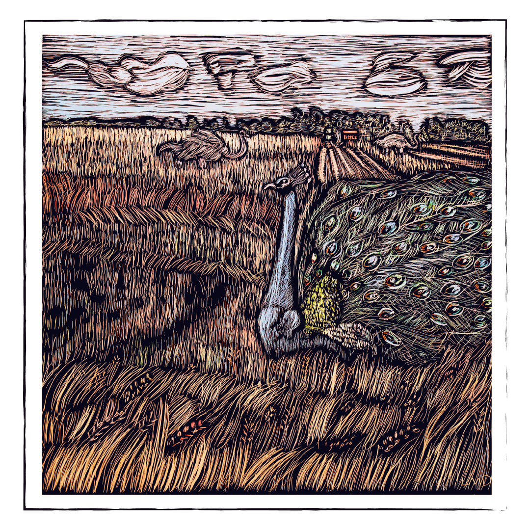 A Peacock in a wheat field-card