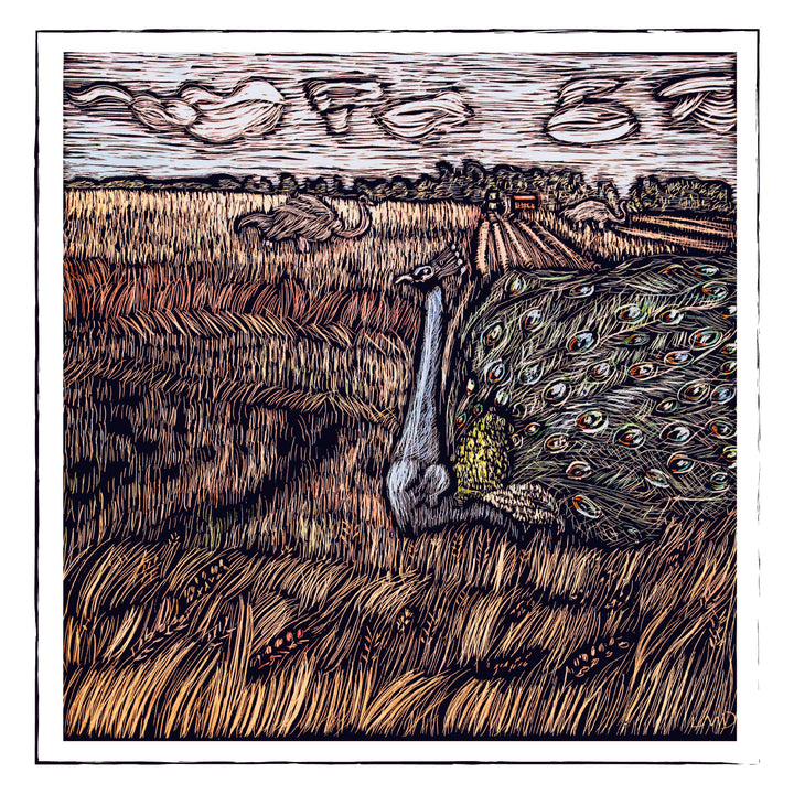 A Peacock in a wheat field-card