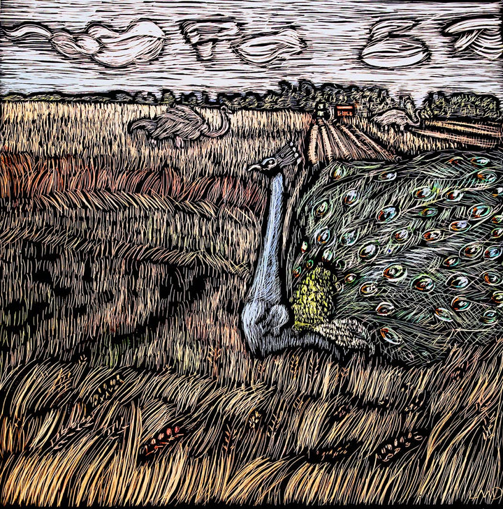 A Peacock in a wheat field-card